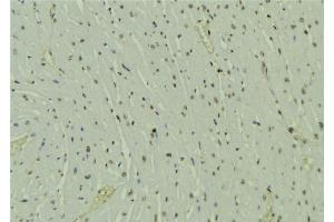 ABIN6273586 at 1/100 staining Mouse muscle tissue by IHC-P. (HOPX Antikörper  (C-Term))