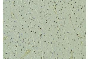 ABIN6273586 at 1/100 staining Mouse muscle tissue by IHC-P.