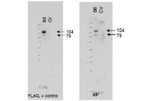 Western blot using  affinity purified anti-ABCB6 antibody (right panel, lane B6) shows detection of Flag tagged human ABCB6 protein at 104 kDa and a truncated form of the protein at 79 kDa (arrowheads). (ABCB6 Antikörper  (AA 440-455))