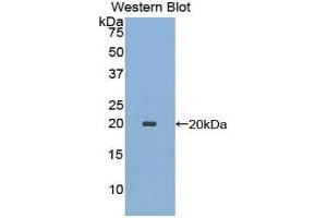 Western Blotting (WB) image for anti-Ecotin (AA 21-162) antibody (ABIN1078001) (Ecotin (AA 21-162) Antikörper)
