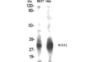 Western Blot (WB) analysis of specific cells using 14-3-3 zeta Polyclonal Antibody. (14-3-3 zeta Antikörper  (Tyr330))