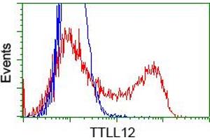 Image no. 3 for anti-Tubulin tyrosine Ligase-Like Family, Member 12 (TTLL12) antibody (ABIN1499033) (TTLL12 Antikörper)