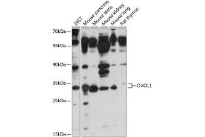 Western blot analysis of extracts of various cell lines, using OVOL1 antibody (ABIN7269129) at 1:1000 dilution. (OVOL1 Antikörper  (AA 1-120))