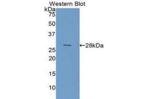 Western Blotting (WB) image for anti-Galectin 3 (LGALS3) (AA 1-250) antibody (ABIN1078055) (Galectin 3 Antikörper  (AA 1-250))