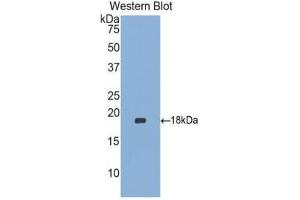 Western Blotting (WB) image for anti-Heparin-Binding EGF-Like Growth Factor (HBEGF) (AA 21-160) antibody (ABIN1174670) (HBEGF Antikörper  (AA 21-160))