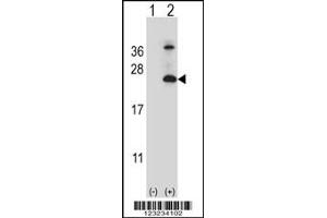 Western blot analysis of TSPAN6 using rabbit polyclonal TSPAN6 Antibody using 293 cell lysates (2 ug/lane) either nontransfected (Lane 1) or transiently transfected (Lane 2) with the TSPAN6 gene.