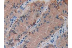 Immunohistochemistry (IHC) image for anti-Growth Hormone Releasing Hormone (GHRH) (AA 19-108) antibody (ABIN7425857)