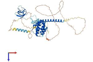 STAM2 Protein (AA 1-525) (His tag)