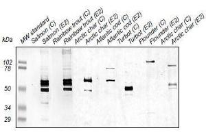 Western Blotting (WB) image for anti-Zona Radiata Protein antibody (ABIN108744) (Zona Radiata Protein Antikörper)