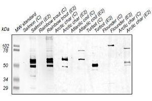 Western Blotting (WB) image for anti-Zona Radiata Protein antibody (ABIN108744)