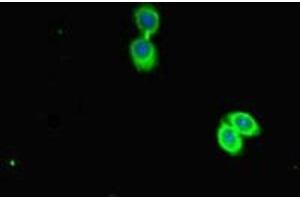 Immunofluorescent analysis of HepG2 cells using ABIN7163143 at dilution of 1:100 and Alexa Fluor 488-congugated AffiniPure Goat Anti-Rabbit IgG(H+L) (PEBP1 Antikörper  (AA 97-128))