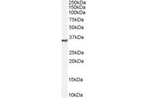 ABIN184687 staining (1µg/ml) of A431 lysate (RIPA buffer, 35µg total protein per lane). (Annexin A2 Antikörper  (N-Term))