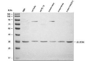 Western blot analysis of RAB36 using anti-RAB36 antibody (ABIN7602038).