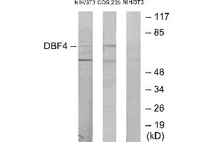 Western blot analysis of extracts from NIH-3T3 cells treated with H2O2 (100uM, 30mins) and COS-7 cells treated with PMA (125mg/ml, 30mins), using DBF4 antibody. (DBF4 Antikörper)