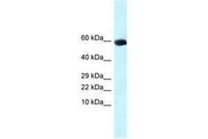 Image no. 1 for anti-Growth Differentiation Factor 10 (GDF10) (AA 261-310) antibody (ABIN6747768) (GDF10 Antikörper  (AA 261-310))