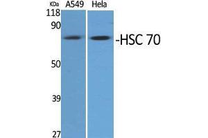 Western Blot (WB) analysis of specific cells using HSC 70 Polyclonal Antibody.