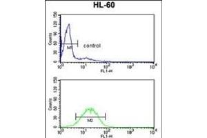 VDAC1 Antibody (Center) (ABIN390564 and ABIN2840894) flow cytometry analysis of HL-60 cells (bottom histogram) compared to a negative control cell (top histogram). (VDAC1 Antikörper  (AA 95-124))