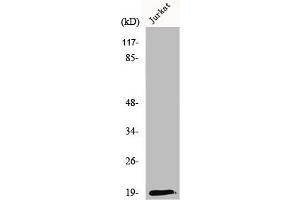 Western Blot analysis of K562 cells using RCL Polyclonal Antibody