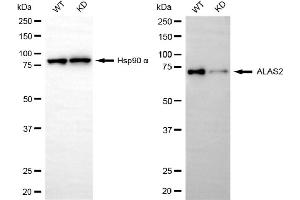 Western blotting analysis using ALAS2 antibody (ABIN7797591). (Rekombinanter ALAS2 Antikörper)