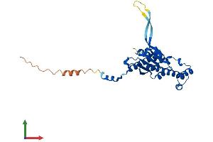 AlphaFold protein structure predicition of Mouse Recombinant Thg1l Protein, UniprotID Q9CY52