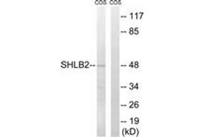 Western blot analysis of extracts from COS7 cells, using SH3GLB2 Antibody. (SH3GLB2 Antikörper  (AA 131-180))