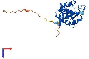 AANAT Protein (AA 1-205) (His tag)