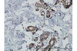 Image no. 1 for anti-Mitogen-Activated Protein Kinase Kinase Kinase Kinase 4 (MAP4K4) (AA 611-710) antibody (ABIN466146) (MAP4K4 Antikörper  (AA 611-710))