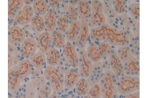 IHC-P analysis of Rat Kidney Tissue, with DAB staining. (SP100 Antikörper  (AA 116-333))
