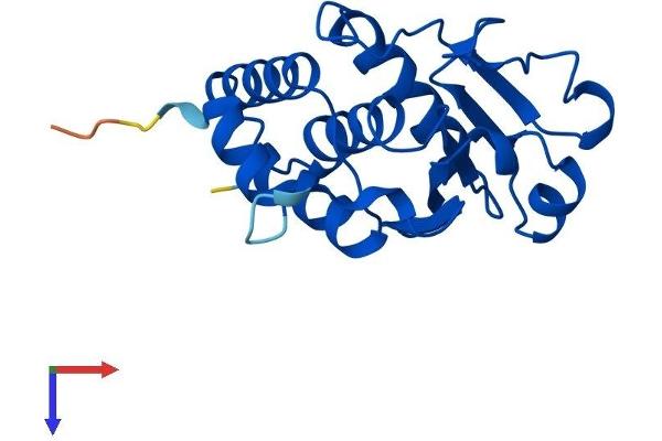Dual Specificity Phosphatase 3 (DUSP3) (AA 1-185) protein (His tag)