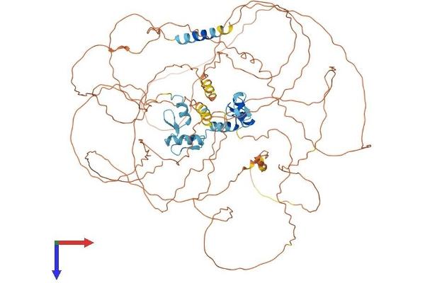ZNF281 Protein (AA 1-895) (His tag)