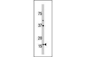 Western blot analysis of TXN2 polyclonal antibody  in 293 cell line lysate (35 ug/lane). (TXN2 Antikörper  (C-Term))