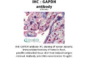 Image no. 2 for anti-Glyceraldehyde-3-Phosphate Dehydrogenase (GAPDH) (AA 9-323) antibody (ABIN1734616) (GAPDH Antikörper  (AA 9-323))
