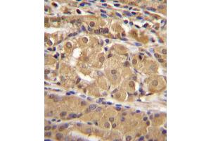 IRF9 Antibody immunohistochemistry analysis in formalin fixed and paraffin embedded human stomach tissue followed by peroxidase conjugation of the secondary antibody and DAB staining. (IRF9 Antikörper  (N-Term))