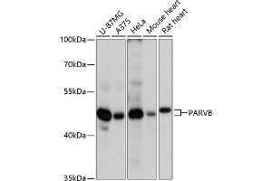 Western blot analysis of extracts of various cell lines, using PARVB antibody (ABIN6127617, ABIN6145244, ABIN6145245 and ABIN6217054) at 1:3000 dilution. (Parvin, beta Antikörper  (AA 1-100))