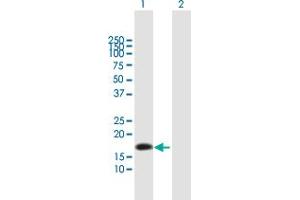 Western Blot analysis of NTS expression in transfected 293T cell line by NTS MaxPab polyclonal antibody. (Neurotensin Antikörper  (AA 1-170))