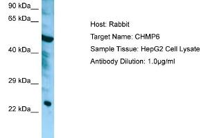 Western Blotting (WB) image for anti-Charged Multivesicular Body Protein 6 (CHMP6) (Middle Region) antibody (ABIN2790175)