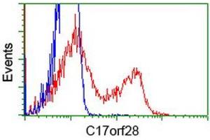 HEK293T cells transfected with either RC206740 overexpress plasmid (Red) or empty vector control plasmid (Blue) were immunostained by anti-C17orf28 antibody (ABIN2452862), and then analyzed by flow cytometry. (HID1/DMC1 Antikörper)
