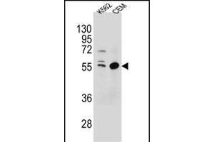 TEX9 Antibody (N-term) (ABIN654569 and ABIN2844274) western blot analysis in K562,CEM cell line lysates (35 μg/lane). (TEX9 Antikörper  (N-Term))
