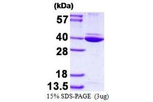 Image no. 1 for Annexin A8-Like 2 (ANXA8L2) (AA 1-327) protein (His tag) (ABIN6386981)