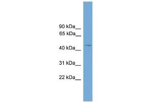 WB Suggested Anti-SERINC2 Antibody Titration: 0. (SERINC2 Antikörper  (Middle Region))