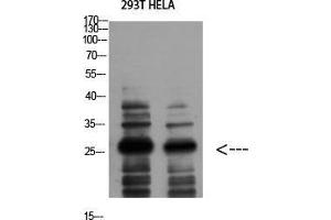 Western Blot (WB) analysis of 293T HeLa using 14-3-3 zeta Polyclonal Antibody diluted at 1:1000. (14-3-3 zeta Antikörper  (Tyr330))