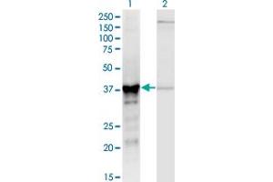 Western Blot analysis of ADH5 expression in transfected 293T cell line by ADH5 monoclonal antibody (M12), clone 2D11.