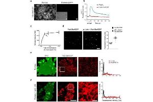 Characterization of a Star635P-conjugated polyclonal antihuman IgM Fab.