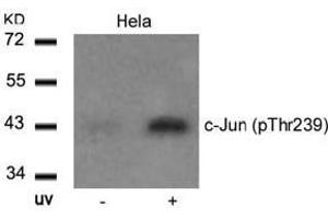 Image no. 2 for anti-Jun Proto-Oncogene (JUN) (pThr239) antibody (ABIN196653) (C-JUN Antikörper  (pThr239))
