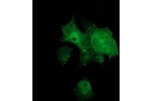 Anti-BCAR1 mouse monoclonal antibody (ABIN2454408) immunofluorescent staining of COS7 cells transiently transfected by pCMV6-ENTRY BCAR1 (RC209133). (BCAR1 Antikörper)