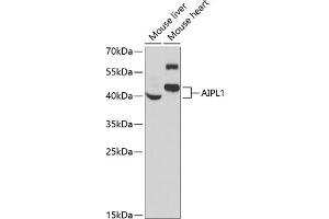 AIPL1 Antikörper  (AA 1-384)