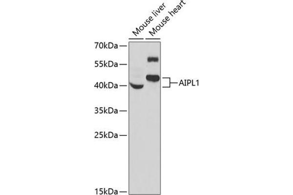 AIPL1 Antikörper  (AA 1-384)