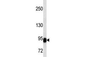 BCL-6 antibody western blot analysis in NCI-H292 lysate.