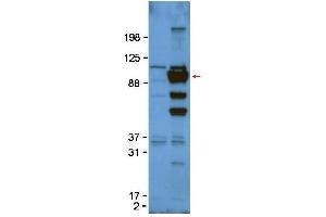 Western Blot of Rabbit anti-Glypican-1 antibody. (GPC1 Antikörper  (Internal Region))