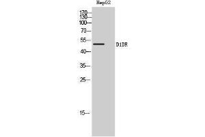 Western Blotting (WB) image for anti-Dopamine Receptor 1d (D1DR) (Internal Region) antibody (ABIN3174697) (D1DR Antikörper  (Internal Region))